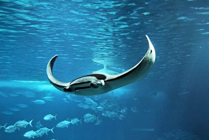 Oceanario de Lisboa, Lisboa