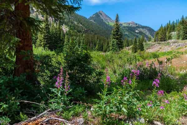 Oh Be Joyful Trail