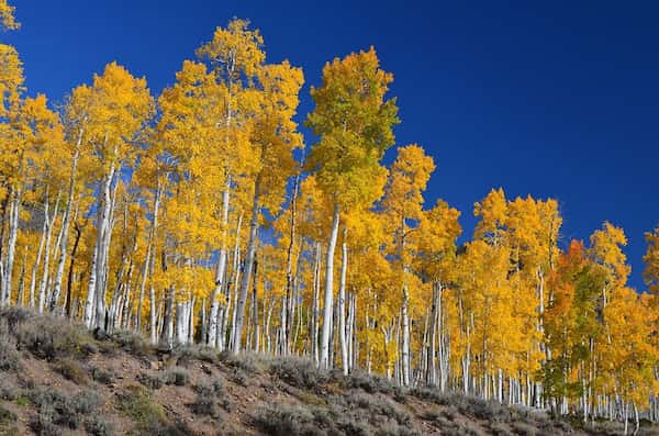 Pando-Lugares para ver los Colores del Otoño en Utah