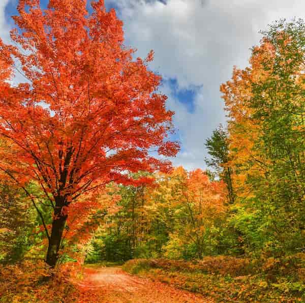 Parque Estatal Hartwick Pines-lugares turisticos michigan