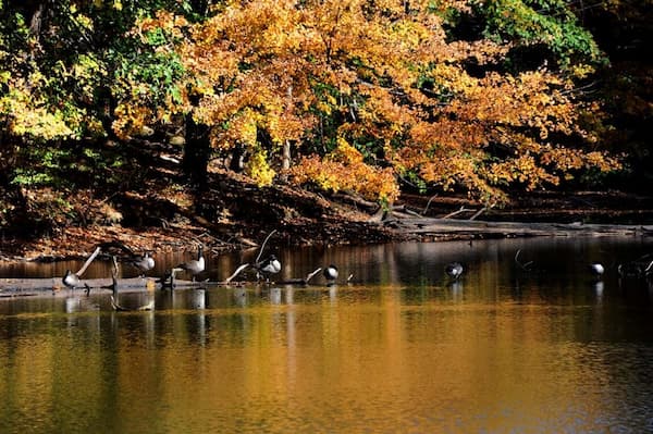 Parque Estatal Meeman-Shelby