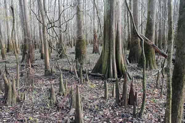 Parque Nacional Congaree-parques naturales para visitar en diciembre
