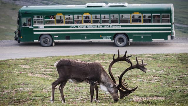 Parque Nacional Denali - Atracciones turísticas de Alaska
