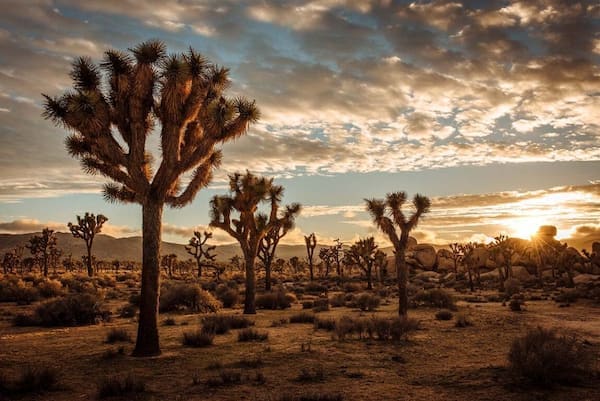 Parque Nacional Joshua Tree
