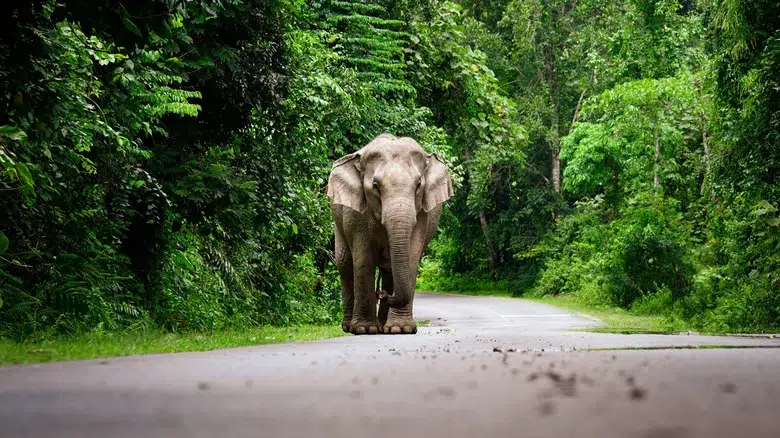 Parque Nacional Khao Yai