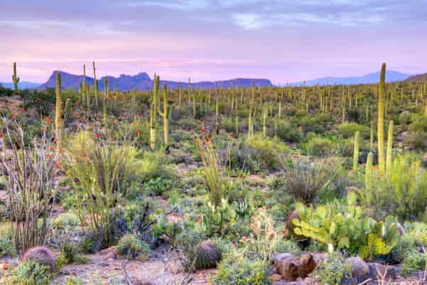 Parque Nacional Saguaro-Parques nacionales de EE. UU. para visitar en invierno