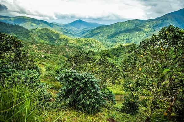 Parque Nacional de las Montañas Azules y John Crow