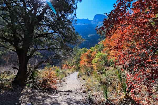 Parque Nacional de las Montañas de Guadalupe