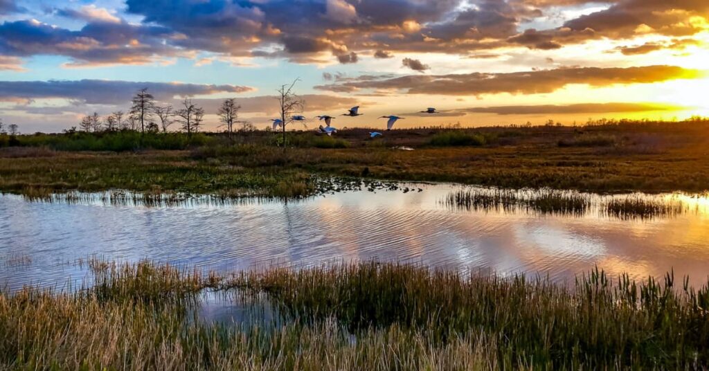 Parque Nacional de los Everglades Parques Nacionales para visitar en Otoño
