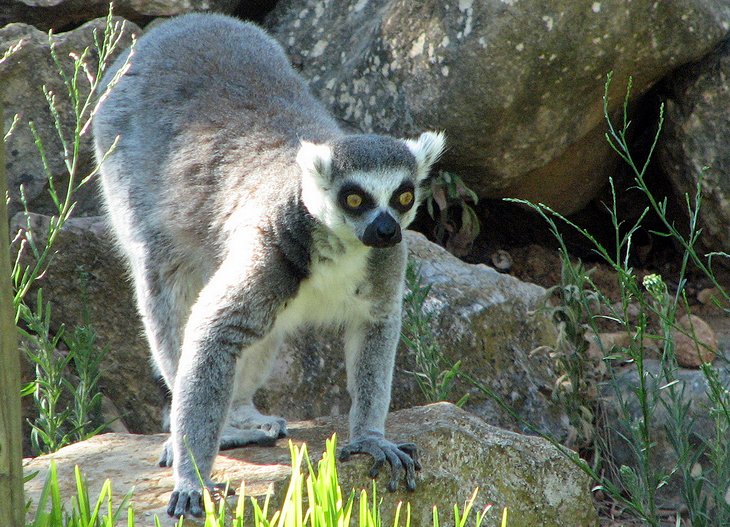 Parque Zoológico de Lagos