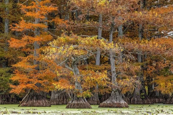 Parque estatal del lago Reelfoot