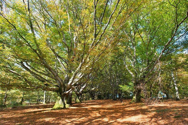 Parque natural regional de Millevaches en Lemosín