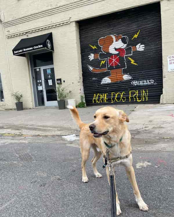Parque para perros Acme Dog Run