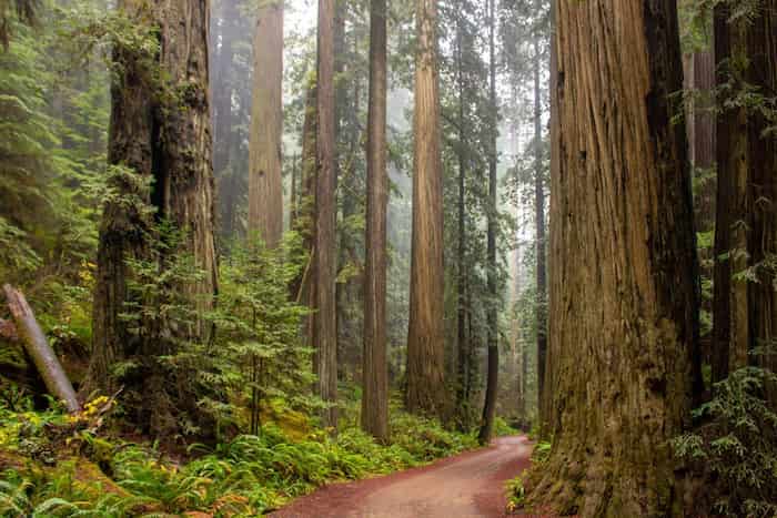 Parques Nacionales Sequoia y Kings Canyon