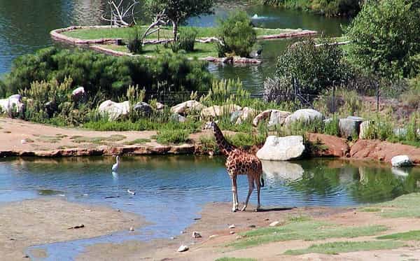 Participe en un safari de vida salvaje