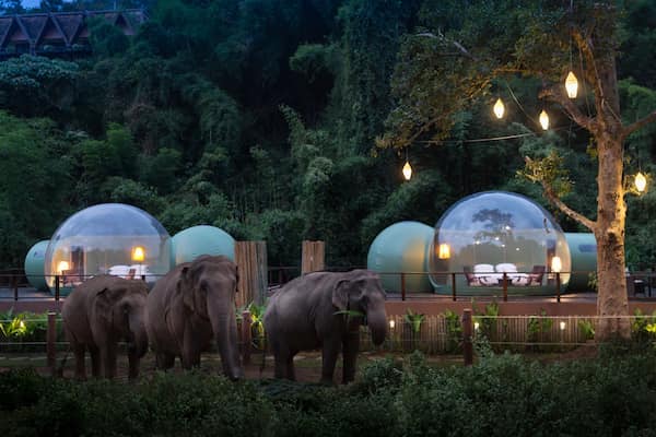 Pasar la noche en una burbuja de la jungla