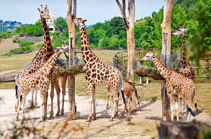Pase un día en el zoológico de Praga
