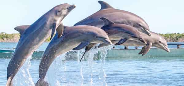 Pase un tiempo en el Centro de Investigación de Delfines, Grassy Key