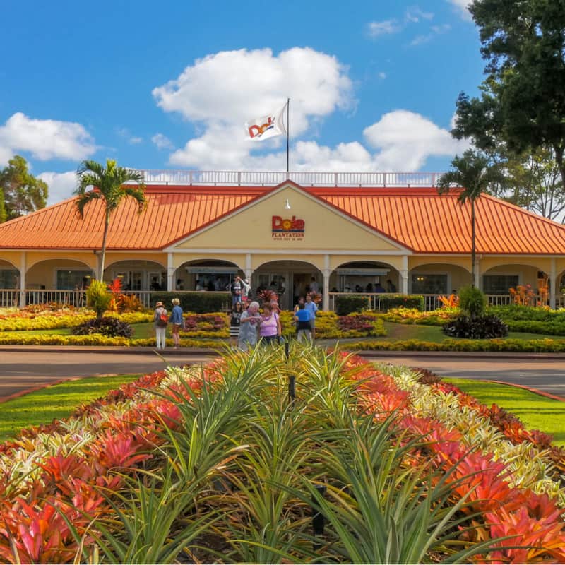 Plantación de piña Dole-Actividades en Oahu
