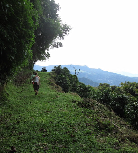 Plantaciones de café razones para enamorarse de Panamá 4