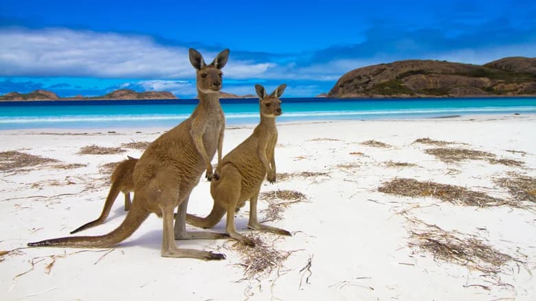 Playa Lucky Bay, Australia Occidental
