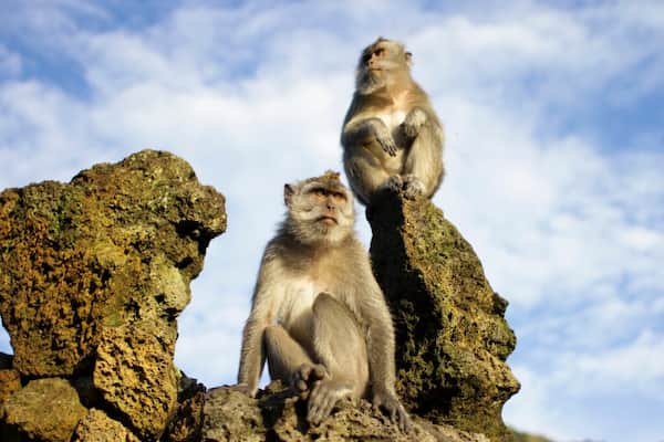 Podrías llegar a ver monos salvajes