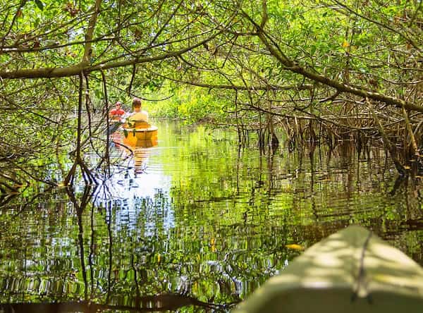 Practique kayak en los manglares