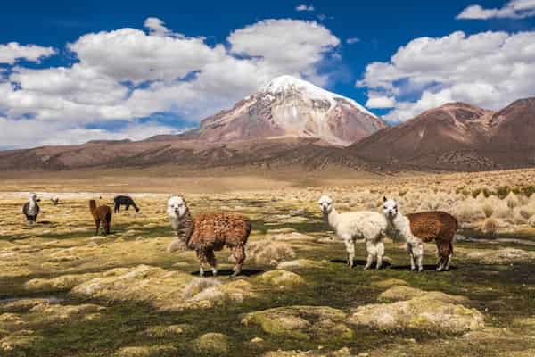Puedes encontrar fabulosos productos de alpaca