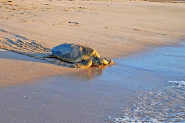 Puedes ver tortugas nacer en Ras Al Jinz