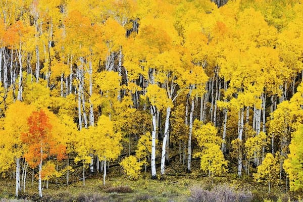Punto culminante de la etapa 1 - Bosque Nacional Fishlake