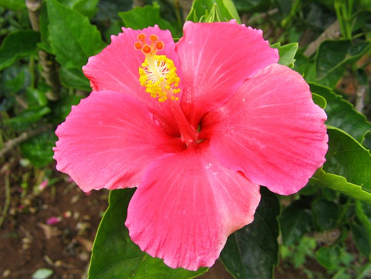 Quinta do Palheiro (Jardines de Palheiro)