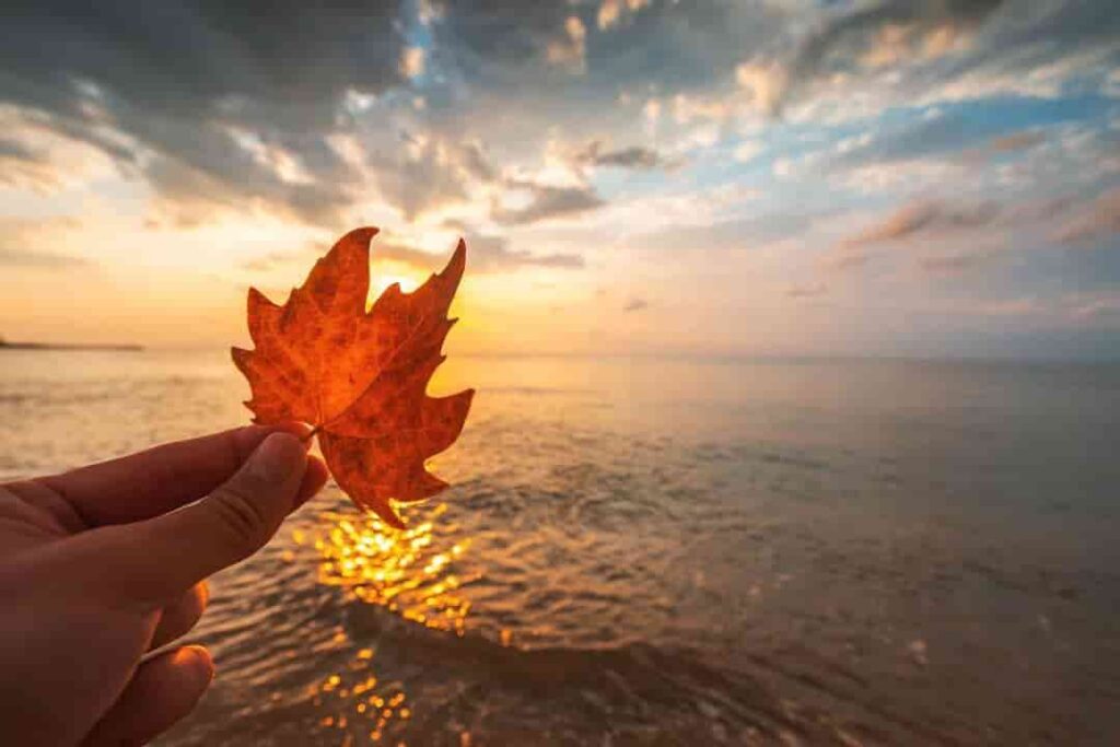 Realice un crucero por el follaje de otoño