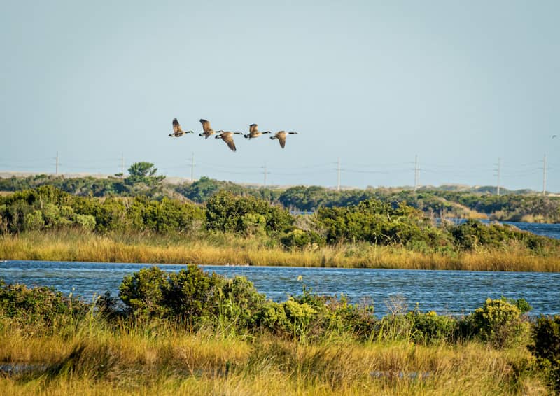 Refugio Nacional de Vida Silvestre Pea Island