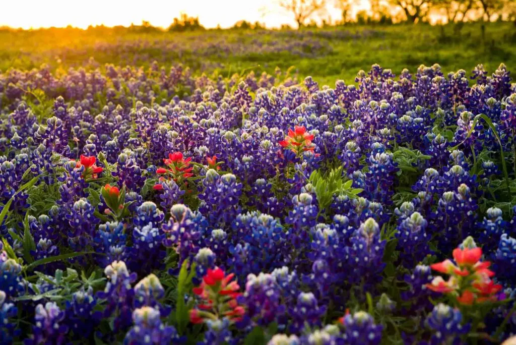Mejores Lugares para Visitar en Abril en EE.UU Texas Hill Country