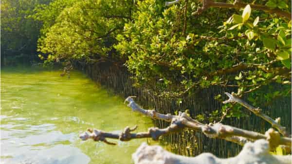 Reserva Al Thakhira-Reservas Naturales en Qatar