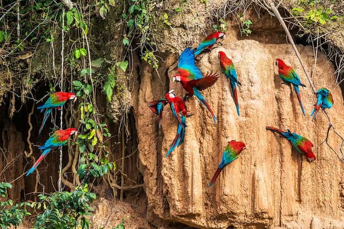Reserva Nacional Tambopata