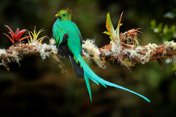 Resplandeciente Quetzal 2