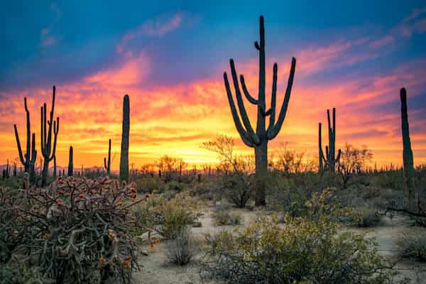 Rutas de senderismo, Parque Nacional Saguaro-Actividades de Invierno en Parques Nacionales