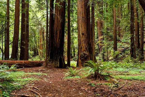 Rutas de senderismo en Muir Woods y Muir Beach