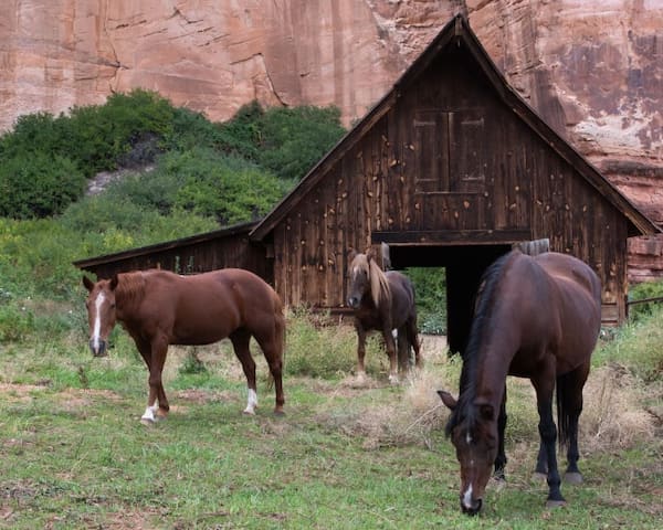 Santuario de animales Best Friends