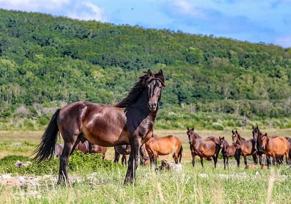 Santuario de caballos salvajes de Black Hills
