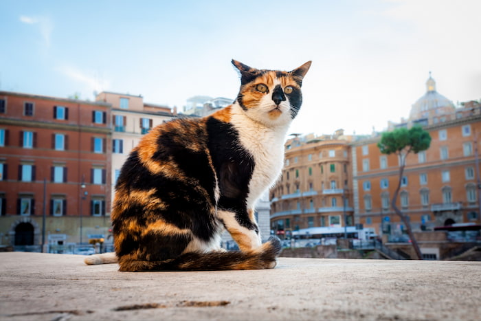 Santuario de gatos