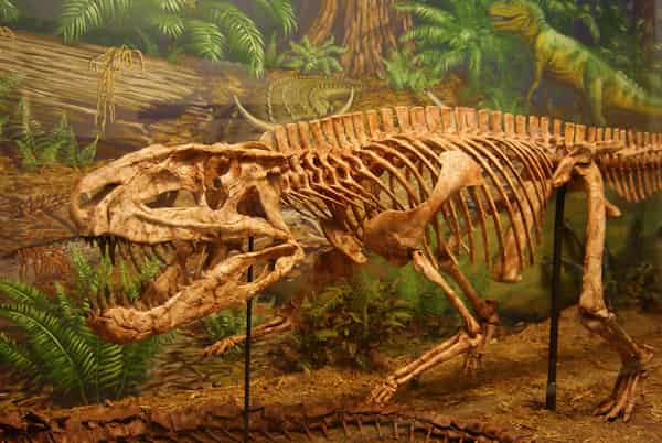Satisfaga su curiosidad en el Museo de la Universidad Tecnológica de Texas
