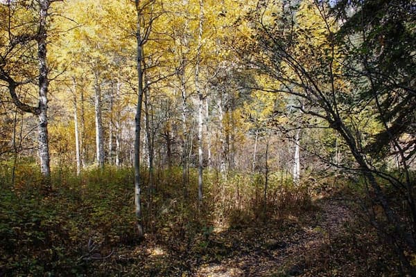Sendero Lion Gulch