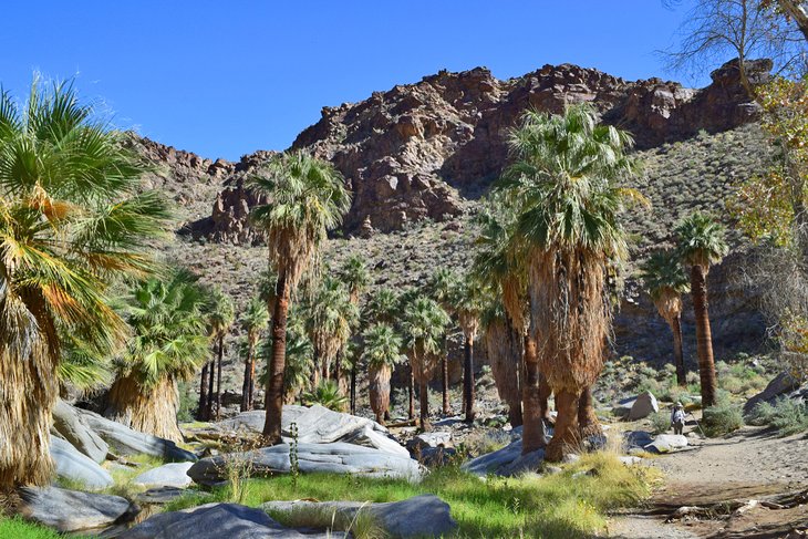 Sendero Palm Canyon
