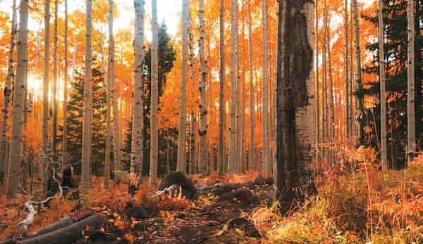 Sendero circular natural de Aspen