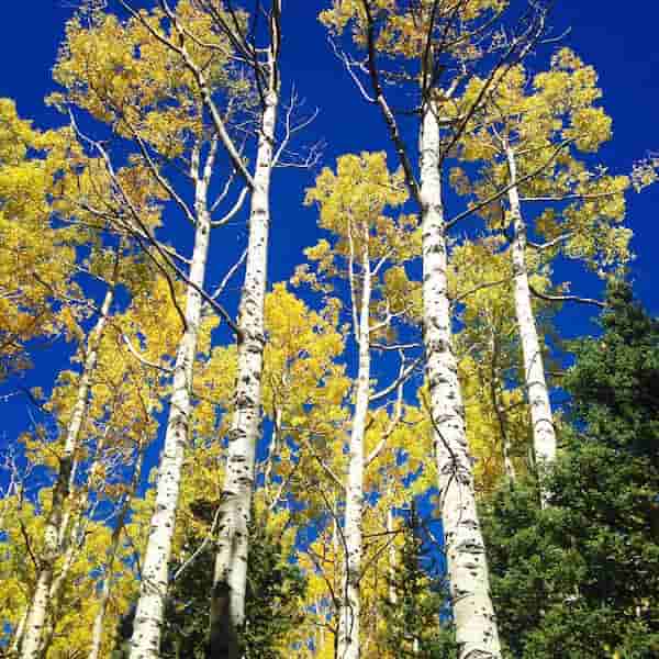 sendero Turkey Flats Loop