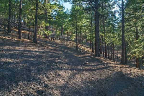 Sendero del cráter Lenox