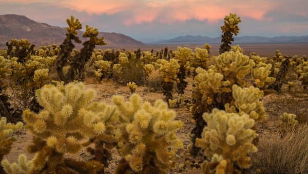 Sendero del jardín de cactus Cholla