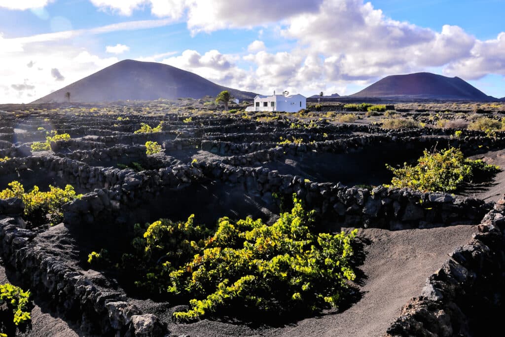 Sigue La Ruta Del Vino En Lanzarote